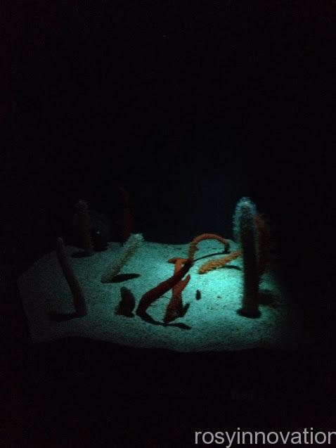 宮島水族館４　暗い